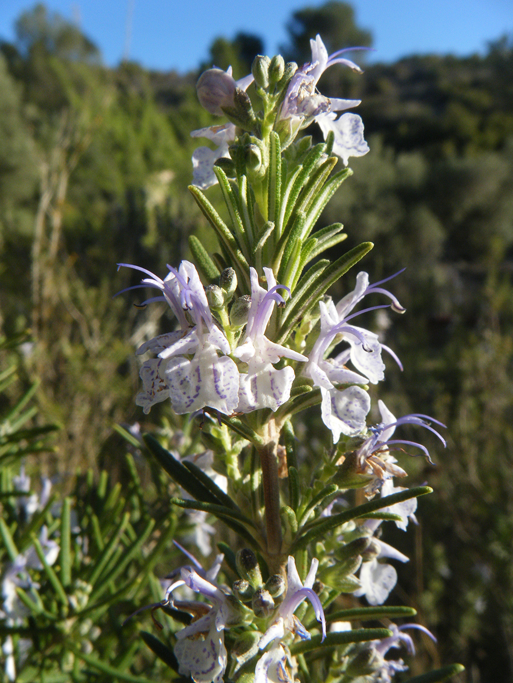 Rosmarinus officinalis (Romero)
